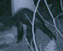 2007 photograph alleged by the Bigfoot Field Researchers Organization to depict a juvenile Bigfoot. Croped BFRO image.jpg