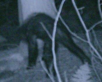 Photo of an unidentified animal the Bigfoot Re...