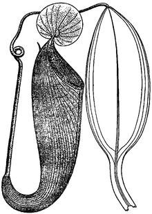 The type specimen of N. klossii as illustrated in Danser's monograph Nepenthes klossii.PNG