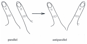 Transition of parallel movement of index fingers to antiparallel, symmetric movement. Self-Organization in Brain Fig1.png