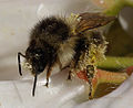 A bumblebee covered in pollen rests on a rhododendron