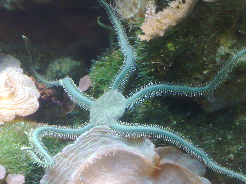 File:Greenbrittlestar.jpg