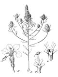 Thumbnail for Levenhookia preissii