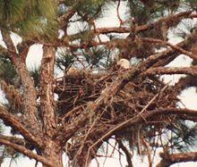 Documentation by the state of a breeding pair of eagles in a registered nest on the Seagate property contributed to preservation efforts Friends of seagate eagle pair 83d40m fla registered nest m9 Manatee1990.jpg