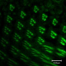 Expression of the opsin Rh1 in the photoreceptor cells R1-R6 Expression of Rhodopsin-1 in Drosophila eye.jpg