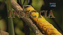 Insectia Title.jpg
