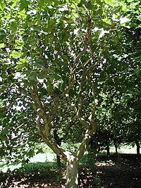 London Plane Tree at the Bartlett Arboretum & Gardens Londonplane3.jpg