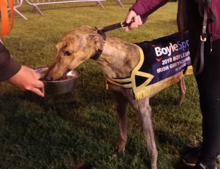 Lenson Bocko tahun 2019 Irlandia Greyhound Derby juara.png