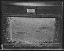 Pike in an aquarium c. 1908, at the Belle Isle Aquarium, Belle Isle Park Pike aquarium c1908.jpg