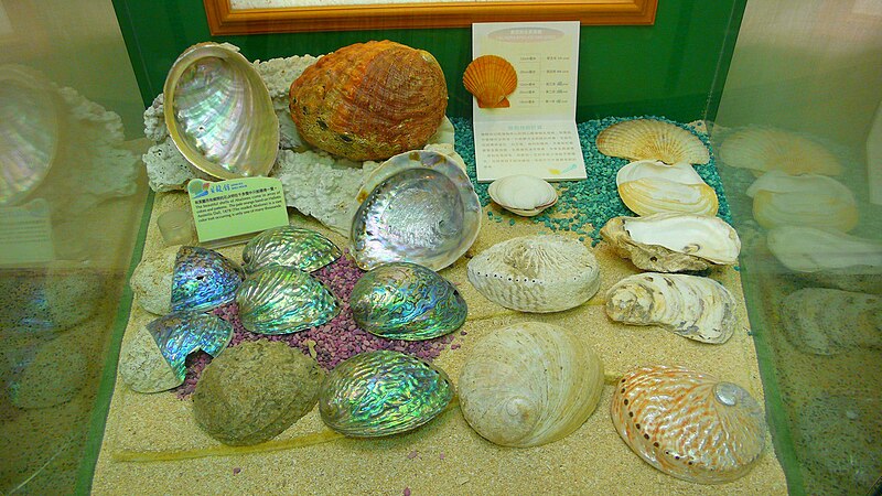 File:Shell Collection 2.JPG