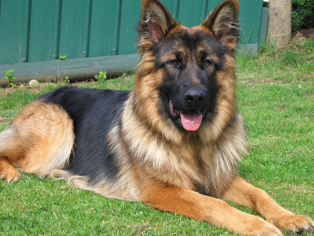 are german shepherds long haired