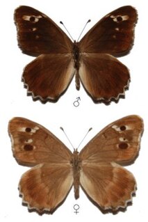 <i>Chazara kaufmanni</i> Species of butterfly