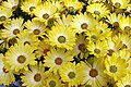 Osteospermum