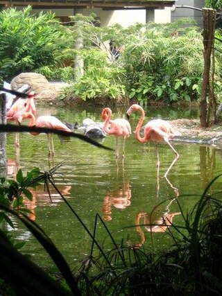 <span class="mw-page-title-main">Cali Zoo</span> Zoo in Cali, Colombia