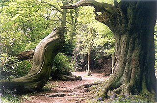 Ecclesall Woods Woodland in south-west Sheffield, South Yorkshire, England
