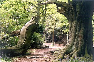 Ecclesall Woods