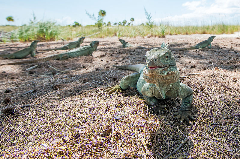 File:Iguanas on Little Water Cay, Turks and Caicos.jpg