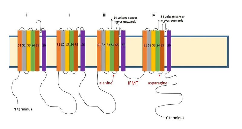 File:Sodium inactivation mechanims.jpg