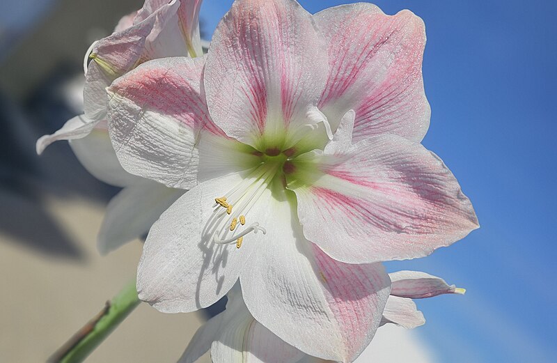 File:Amaryllis flower.jpeg