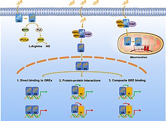 The signal transduction pathway of glucocorticoids (methylprednisolone): Genomic and non-genomic effects. Signal Transduction Image.jpg