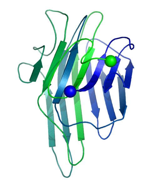 File:Concanavalin A without lectin.png