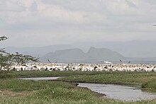 Pelicans at the mouth of the Mereroni River, at the northern shore of Lake Elementeita. The hill in the background is known as "Sleeping Warrior." Lakeelmenteitaaug08.jpg