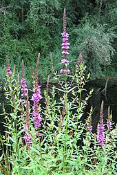 Purple loosestrife, Lythrum salicaria Purple loosestrife2.jpg