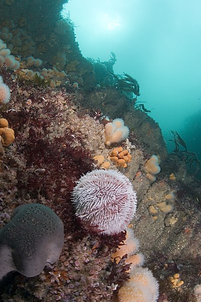 File:Sea urchin sky view.jpg