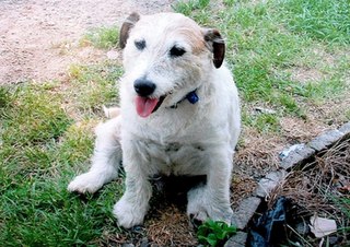 <span class="mw-page-title-main">George (dog)</span> New Zealand dog regognized for bravery (died 2007)