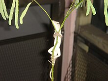 An anole lizard climbing a cultivated guanacaste seedling in southern Florida LizardTree.JPG