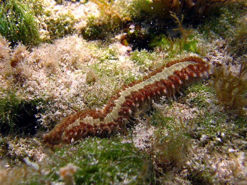 File:Bearded Fireworm.jpg