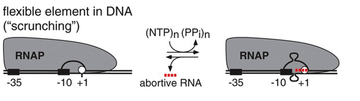 DNA scrunching mechanism. During initial transcription, RNA polymerase (RNAP) remains stationary on the promoter and unwinds and reels in downstream DNA. DNA scrunching.png