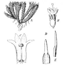 Phyllachne colensoi Mildbraed.jpg