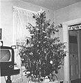 An unsheared Christmas tree from 1951, in a home in New York State.