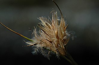 The flowerhead of a Carpha alpina sedge Carpha alpina flowerhead.jpeg