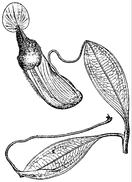 File:Nepenthes petiolata.gif