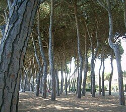 The pine trees which give the city its name. Pineto behind beach.jpg