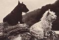 Terriers: Scottish Terrier and West Highland White Terrier