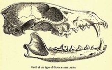 Culpeo skull Culpeoskull.jpg