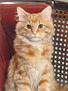 Dewey the Library Cat: A True Story [Book]