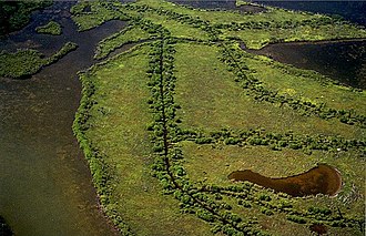Mosquito ditches. Effects on vegetation are minimal, simply allowing mangroves to colonize the ditch edges due to increased propagule dispersal. Mosquito ditches.jpg
