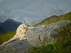 R. J. Kern, Hazel, Geiranger Fjord, Norway, photograph, 2013. From the series, "Divine Animals: The Bovidae". Rj-kern Hazel 2013.jpg