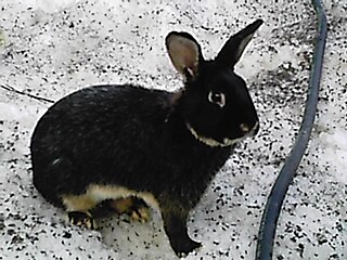 <span class="mw-page-title-main">Silver Marten rabbit</span> Breed of rabbit