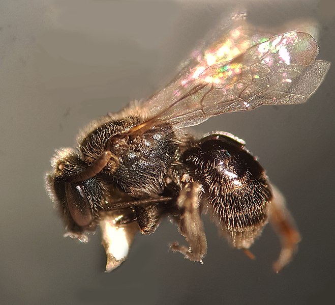 File:Lasioglossum dialictus,L. obscurum or L. planatum Zool 427 Team 8 Morphospecie 1 Lateral view.jpg