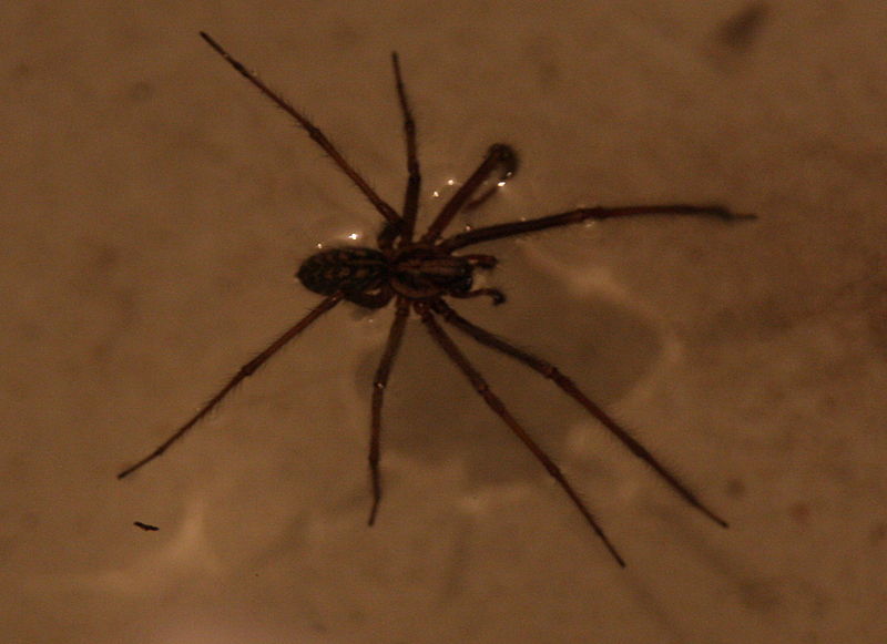 File:Unidentified-spider.jpg
