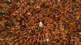 Mhysa