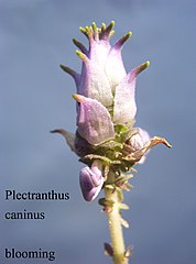 Plectranthus caninus