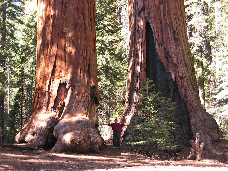800px-Sequoia_trees.JPG