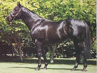 Zephyr Bay Australian-bred Thoroughbred racehorse