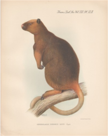 Ilustração de Dendrolagus mayri Rothschild e Dollman 1936 ZSL monograph.png